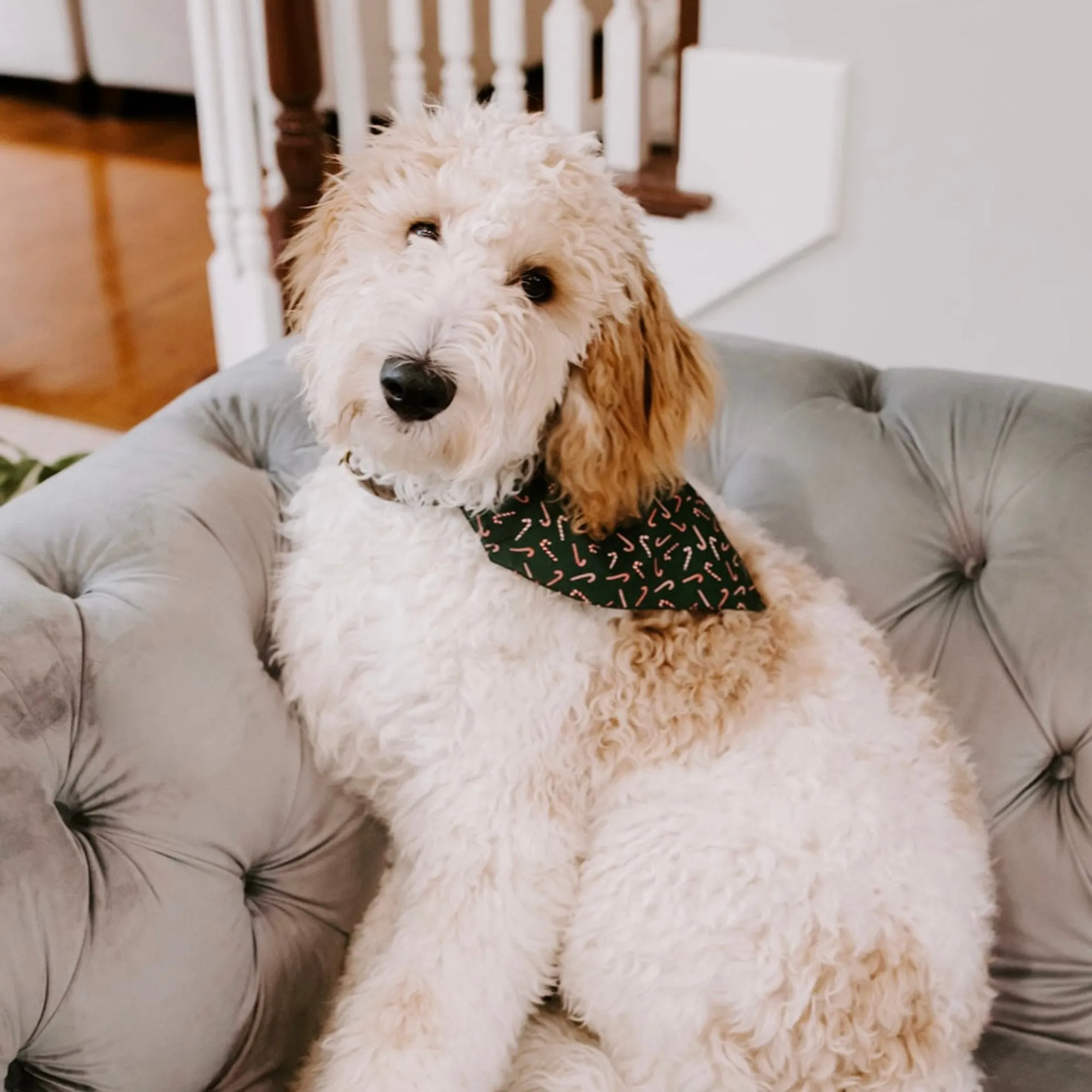 Red & Green Candy Cane Christmas Dog Bandana or Cat Bandana