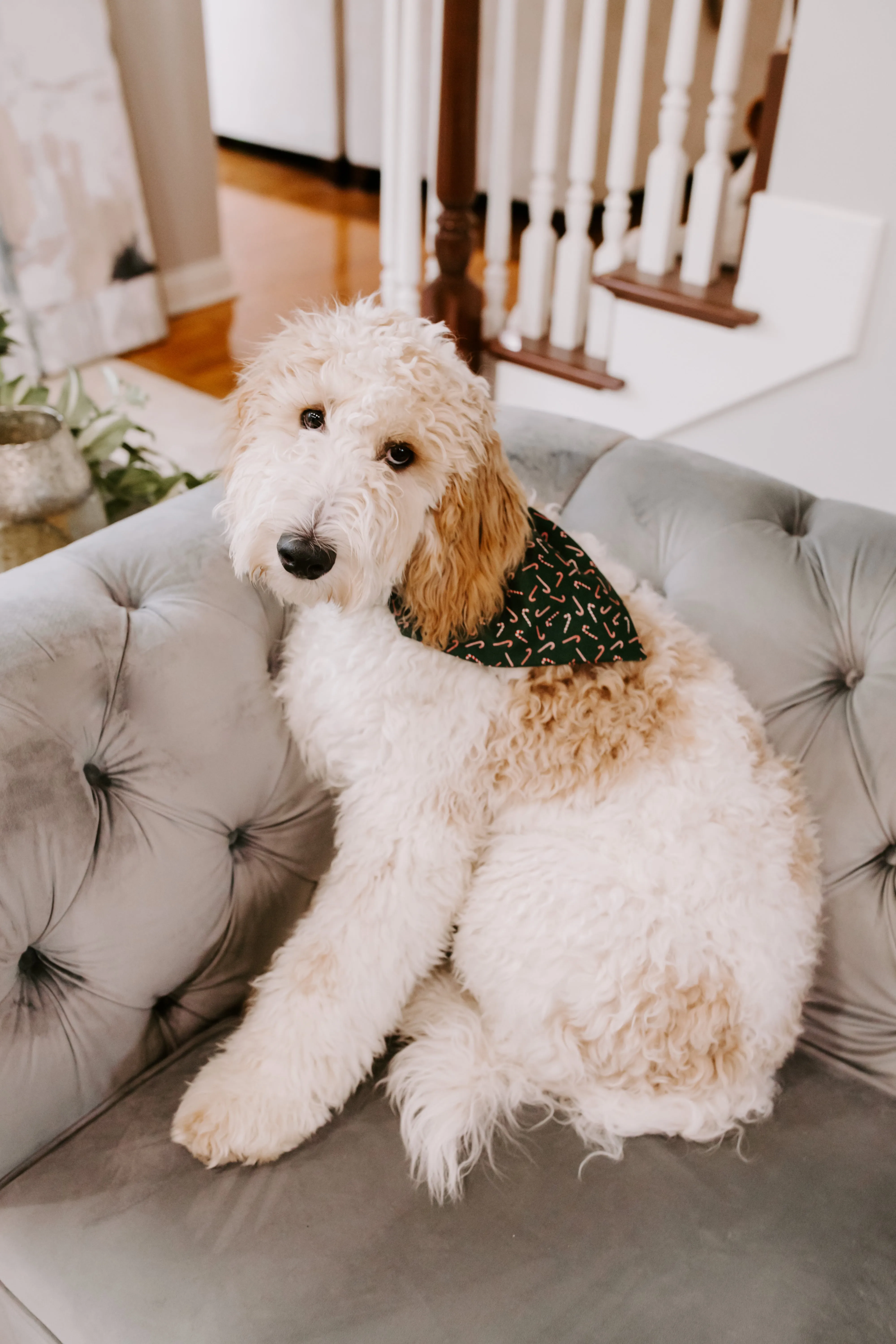 Red & Green Candy Cane Christmas Dog Bandana or Cat Bandana