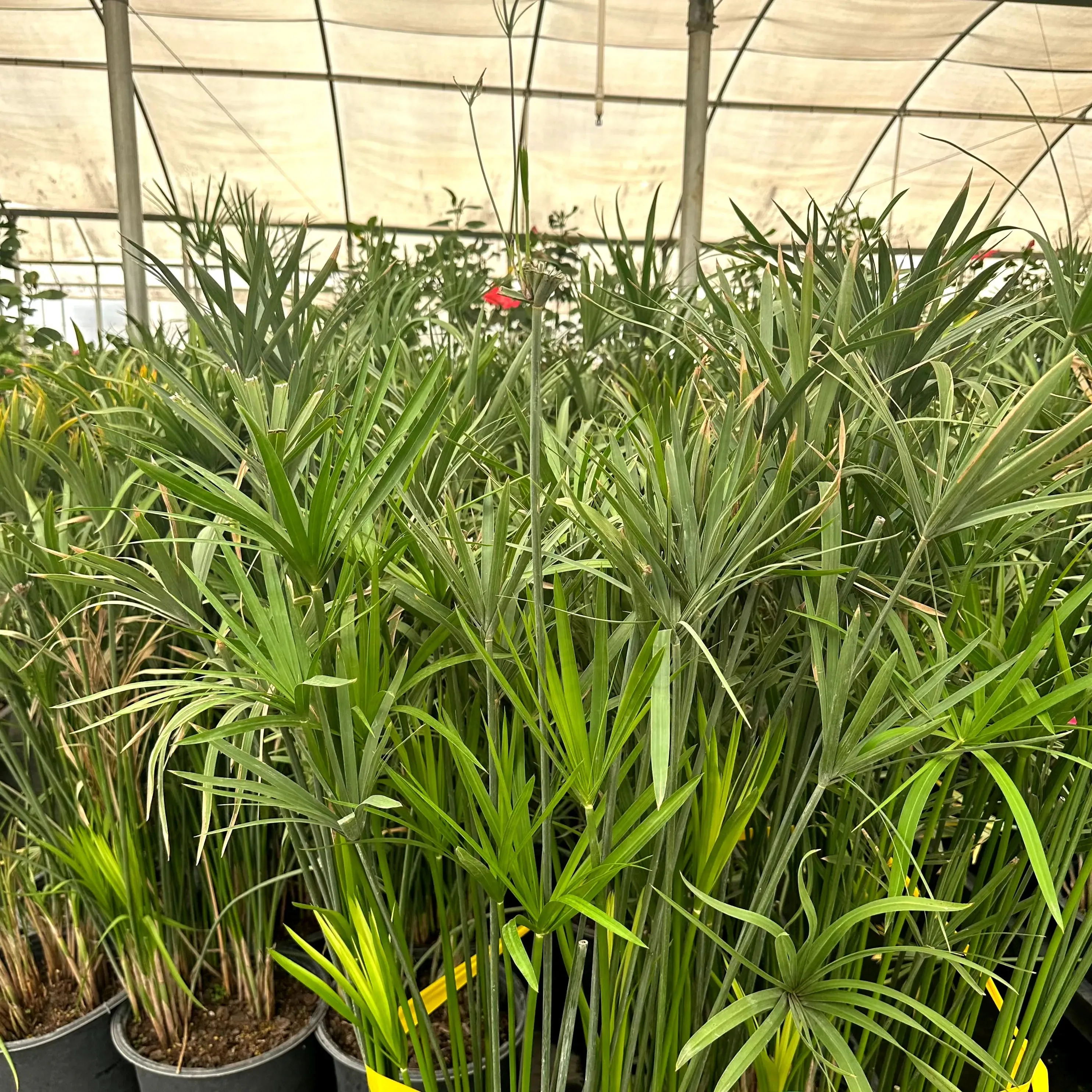 Umbrella Sedge